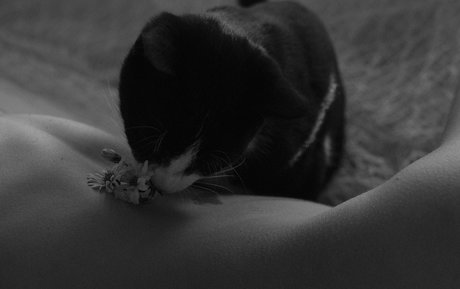 liqweedacid exclusive star archive