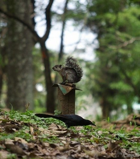 xxxcaligulaxxx perfekte exklusive galerien