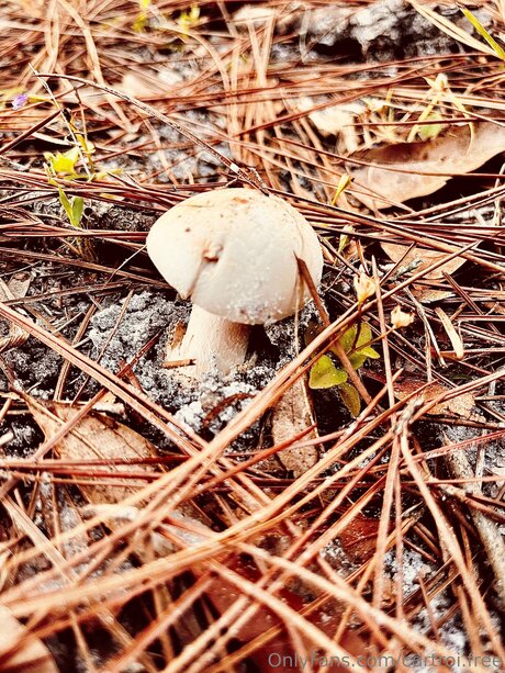 Cdrtroi Free beste schöne bilder