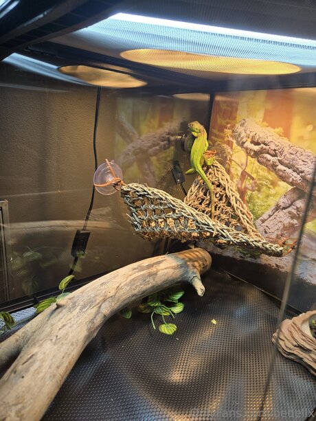 Bedellx pornostar nette archiv