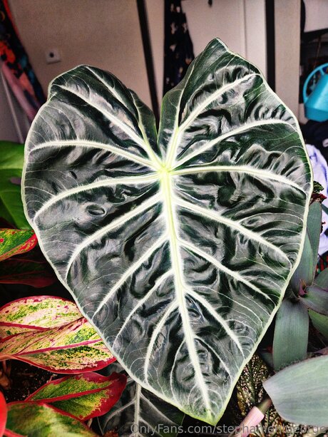 Stephanienlgeorge xxx nette archiv