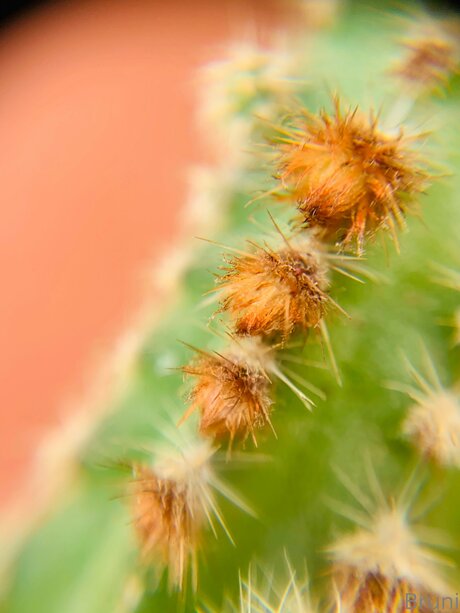 Brunabyers erwachsene pornostar galerien