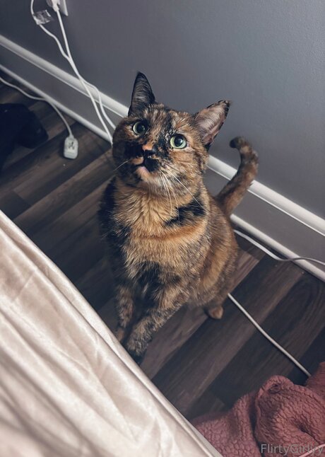 Bellathecat sexy nackt galerie