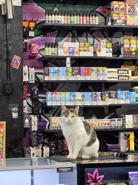 Gnarlymarbles erwachsene pornostar archiv