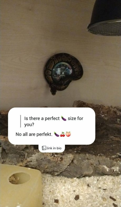 thethreeheadedsnake porno freie bilder