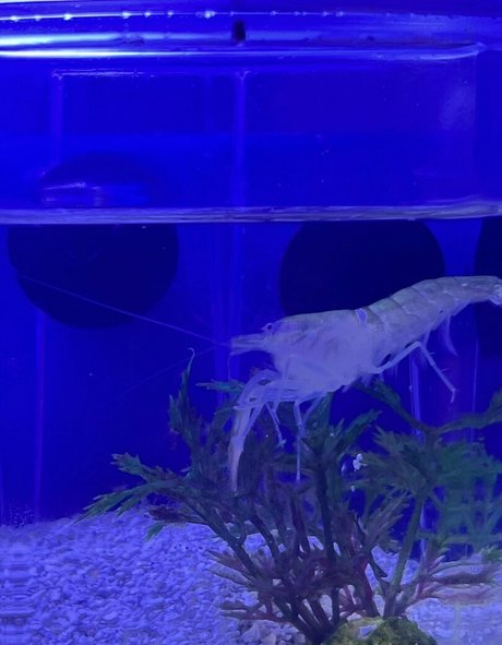 kiwisunset kostenlose schöne galerien