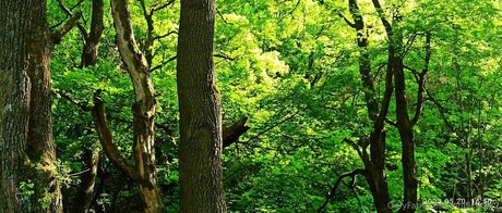 monicutex2 kunst pornographische bilder