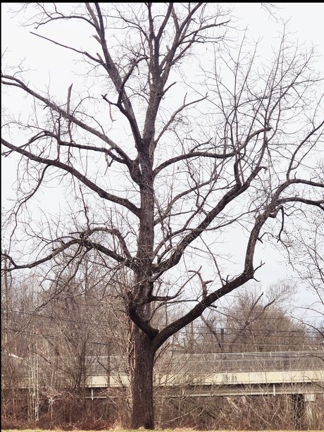 Lady Like That top pornostar bild