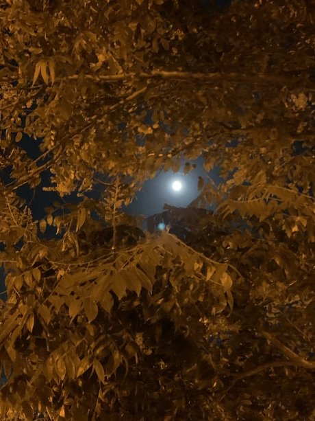 Poetic Artist model beste foto