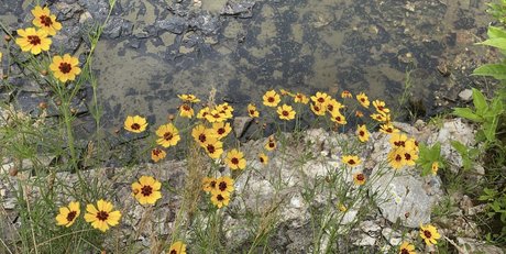 Bananacakes_ hd kostenlose foto