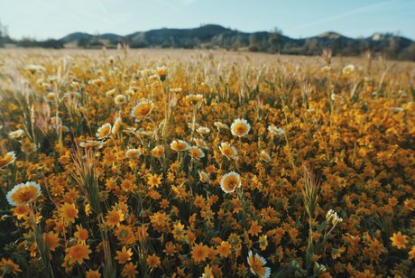 Minu foxy_ kunst pornografische fotos