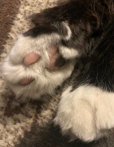 ofudgebunni pornostar perfekte galerie