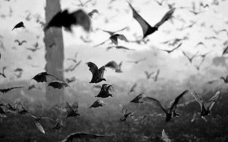 Zephyranthes model sex foto