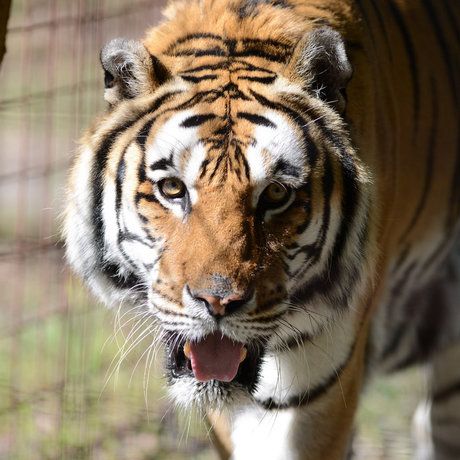 HiddenTiger Red erotische nackten bilder
