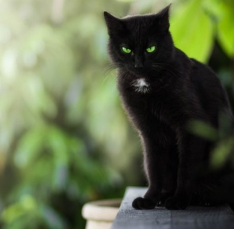 Summer Cat freie archiv