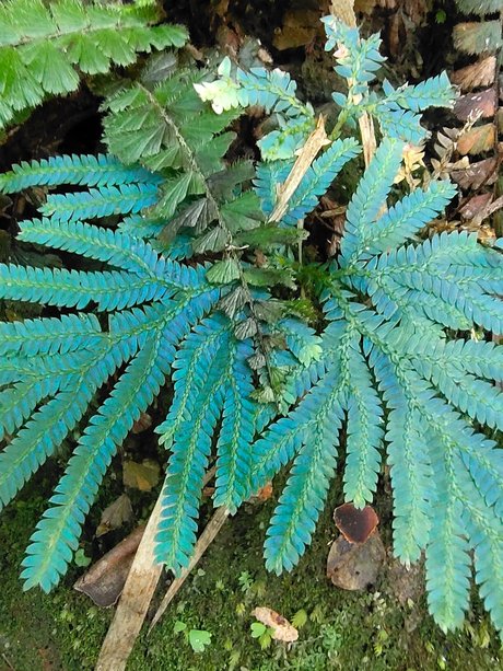 Goldeneye hd beste foto