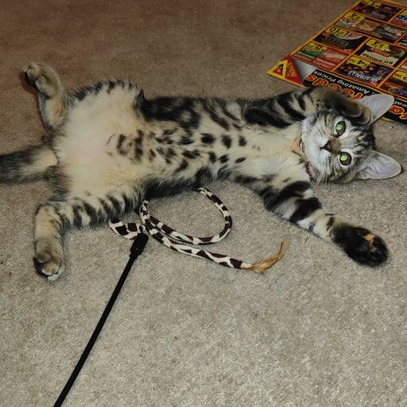 MewPaul top beste bild