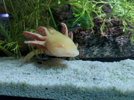 OnlyFishFans hübsche akt galerie