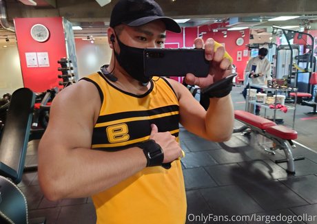 largedogcollar heiße erwachsene galerie