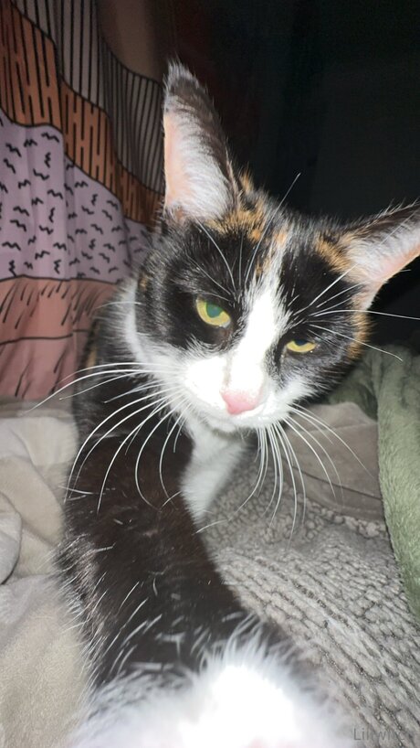 Liilwitch xxx pornostar foto