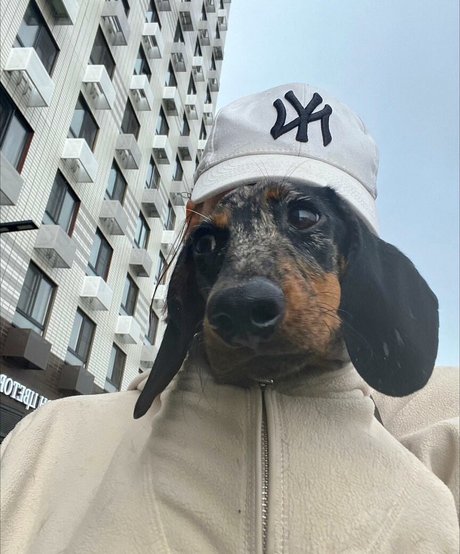 Daria Perel erotische pornografische archiv