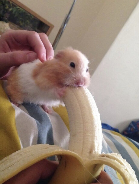 tiny amp amp thicc with a big attitude schöne sex galerie