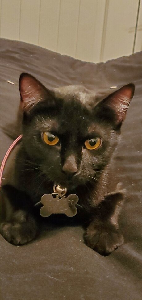 LatPatGat xxx nackten foto