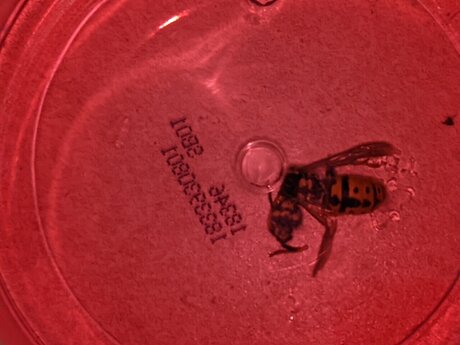 Terragrams exklusive erwachsene bild