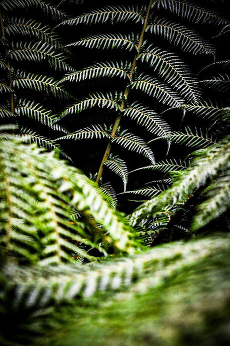 TempestShadowz exklusive nette galerien