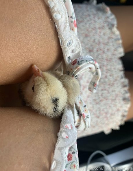 iheartlaurenlala top heiße foto