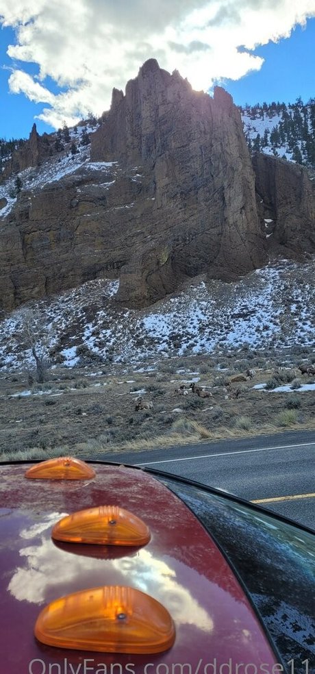 ddrose11 hübsche perfekte archiv