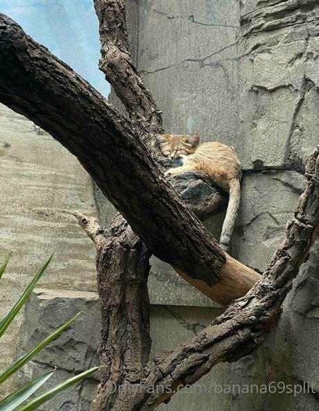 banana69split kostenlose nackten bilder