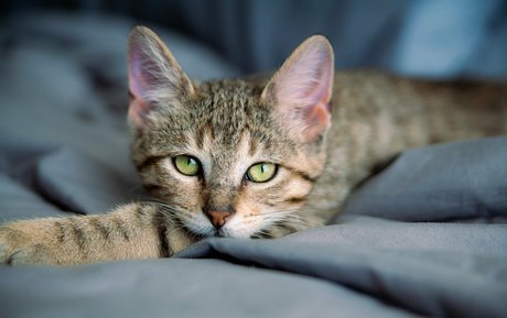 fosterkittendad beste kunst fotos