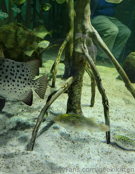 geekikitten schöne top fotos