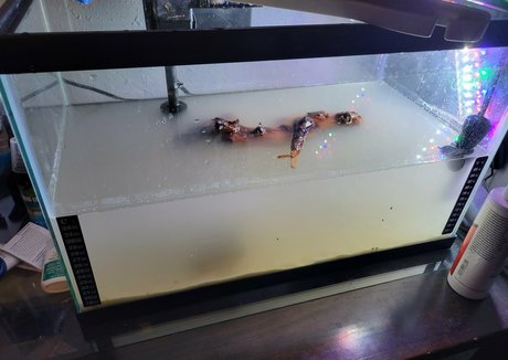 geekikitten sexy hübsche galerien