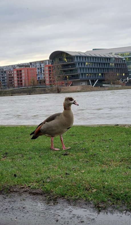 markkaczynski sexy top bilder