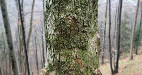 bbw asiatische onlyfans erwachsene archiv