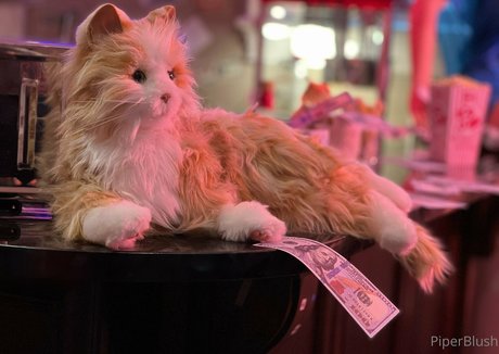 großer schwanz trans-onlyfans xxx akt archiv