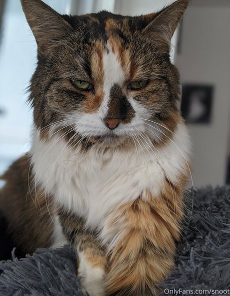 snoot kunst beste bilder