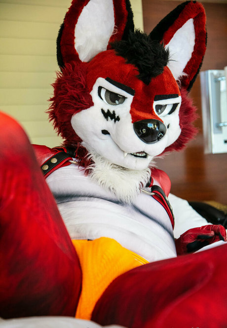 wolf ezo hübsche perfekte archiv