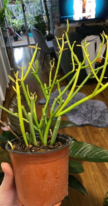 uncutsextapes buen modelo foto