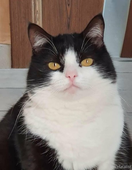 Fenix Fatalist estrella hermosa foto