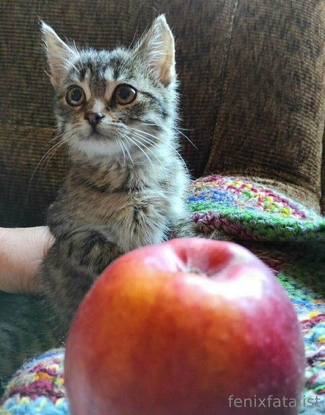 Fenix Fatalist hermosa estrella porno galería