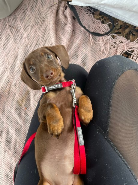 Alliyah actriz de alta calidad archivo