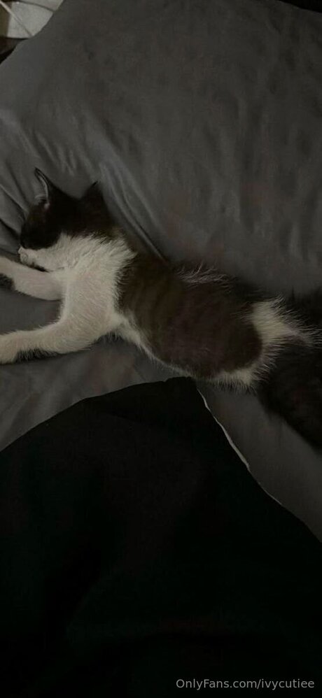 Ivycutiee estrella de alta calidad galería