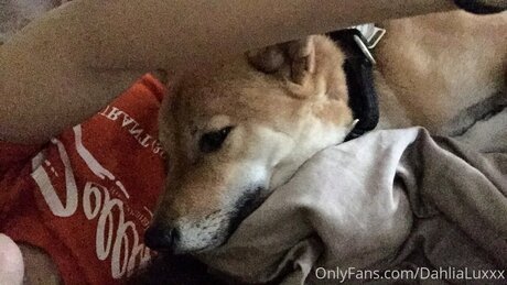 Dahlialuxxx bonita estrella fotos