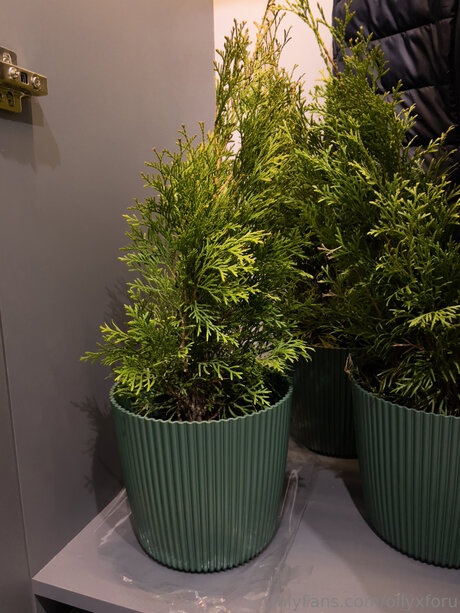 Ollyxforu bonita estrella archivo