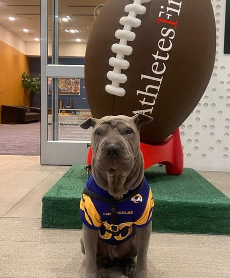 amyanderssen estrella hd imagen