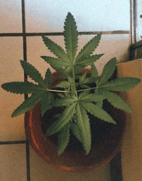 softlikefire actriz de arte galería