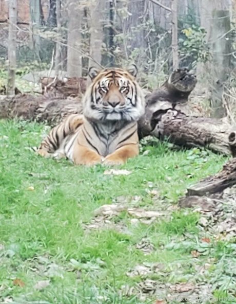 sonjahaze buen modelo imágenes